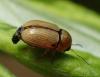 Cryptocephalus fulvus
